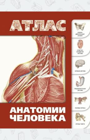  Атлас анатомии человека